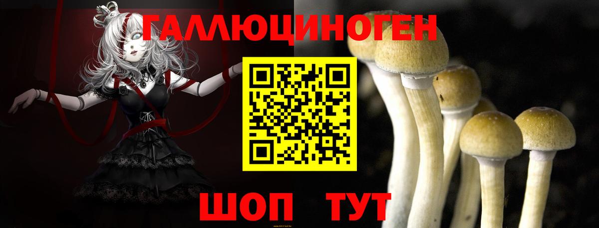 Галлюциногенные грибы Psilocybine cubensis Лениногорск